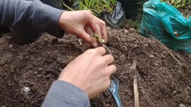 Tulungagung - 4 Ocak 2024: Ev hanımı 3 haftalık çili tohumlarını dikkatlice küçük toprak dolu plastik torbalara yerleştirir