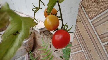 olgunlaşmış domatesler sarmaşıkta