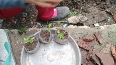 Tulungagung - 4 Ocak 2024: Ev hanımı 3 haftalık çili tohumlarını dikkatlice küçük toprak dolu plastik torbalara yerleştirir