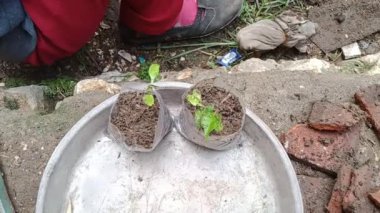 Tulungagung - 4 Ocak 2024: Ev hanımı 3 haftalık çili tohumlarını dikkatlice küçük toprak dolu plastik torbalara yerleştirir