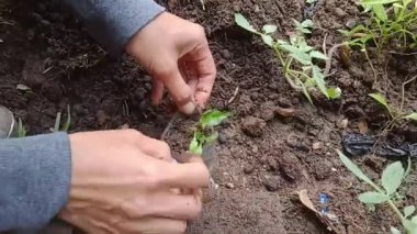 Tulungagung - 4 Ocak 2024: Ev hanımı 3 haftalık çili tohumlarını dikkatlice küçük toprak dolu plastik torbalara yerleştirir