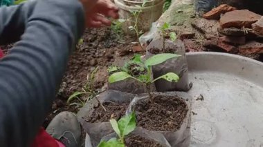Tulungagung - 4 Ocak 2024: Ev hanımı 3 haftalık çili tohumlarını dikkatlice küçük toprak dolu plastik torbalara yerleştirir