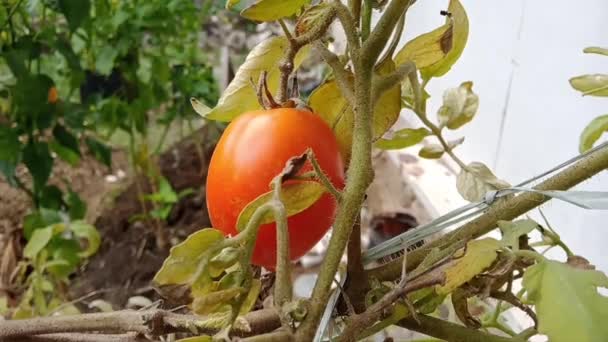 つるに熟したトマト — ストック動画