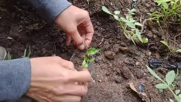 Tulungagung Januari 2024 Planteringsprocess Hemmafru Flyttar Försiktigt Veckor Gamla Chilifrön — Stockvideo