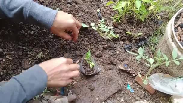 Tulungagung Ocak 2024 Hanımı Haftalık Çili Tohumlarını Dikkatlice Küçük Toprak — Stok video