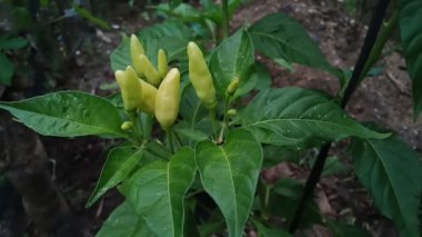 Görüntülerde yemyeşil-sarı kırmızı biberlerin yemyeşil bir saksı bitkisine asıldığı görülüyor. Canlı yeşilden sarı renge geçiş aşçılık çabalarına lezzet katma vaadiyle olgunlaşma aşamasını gösteriyor..