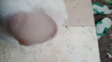 Kapalı çekimde evcil kedinin beyaz kürkünün detaylı görüntüsü