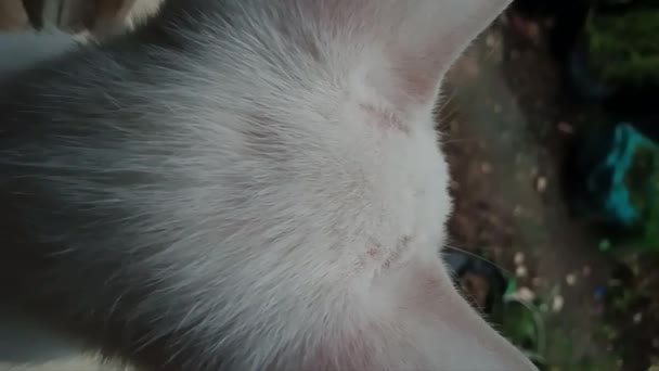 マクロクローズアップショットで国内猫の白毛の詳細なビュー — ストック動画