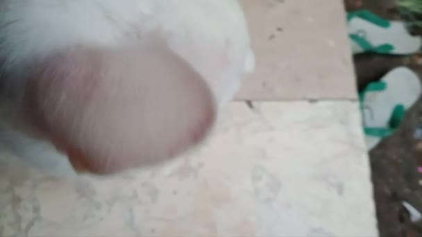 Kapalı Çekimde Evcil Kedinin Beyaz Kürkünün Detaylı Görüntüsü — Stok video