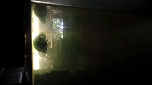 ブラックルーハン魚シルエット エメラルドグローの水族館を照らすモシーウォーター — ストック動画