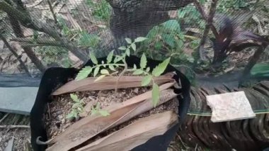 Genç Domates Bitkileri Haftalık Politika Çantasında Gelişiyor