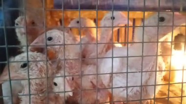 Temel Kümes Hayvanları Koruma Alanında Izgara Tavuk Konforu Sağlanıyor