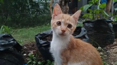 Çili bitkisinin ortasında genç bir kedi arka bahçedeki acı biber bahçesinde çoklu torba yetiştiriyor.