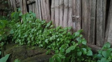 Yosunlu Tuğla Varlığının İşaretlediği Nemli Köşelerde Peperomia pellucida Kümeleri