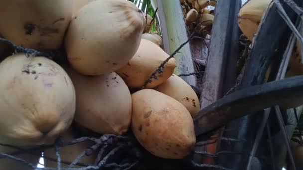 Wiszące Klastry Dojrzałych Świeżych Żółtych Lub Karłowatych Orzechów Kokosowych Gaju — Wideo stockowe
