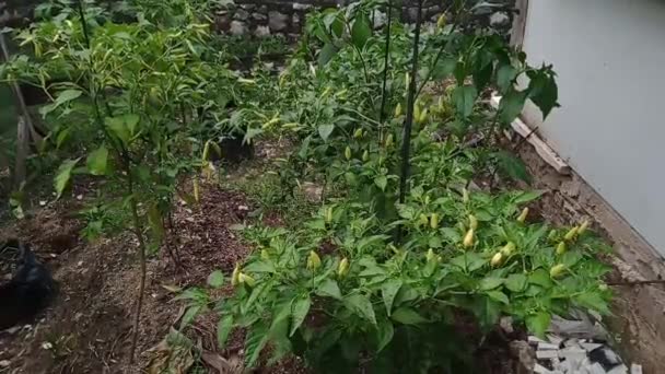 Zelenožluté Chilli Papričky Vzkvétají Úzké Zahradě — Stock video