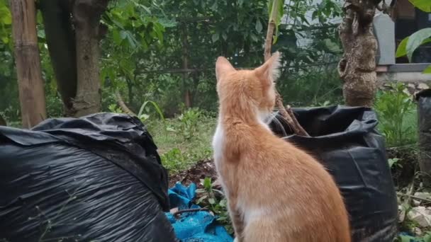 Młody Kot Domowy Wśród Chili Roślin Polibags Podwórku Chili Ogród — Wideo stockowe
