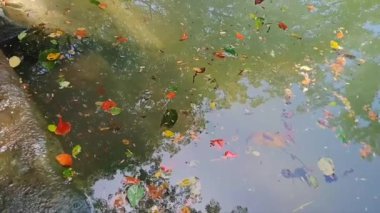 Açık yeşil gölette süzülen renkli yağmur ağacı yaprakları, güneş ışığıyla aydınlatılır.