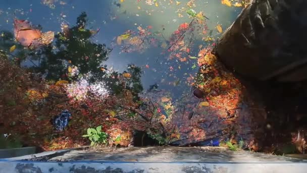 日光に照らされた澄んだ緑豊かな池に浮かぶカラフルな雨の木 — ストック動画