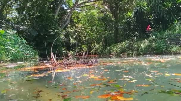 日光に照らされた澄んだ緑豊かな池に浮かぶカラフルな雨の木 — ストック動画