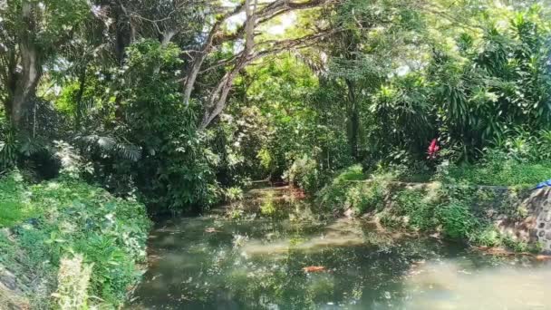 Couvert Tentaculaire Arbre Pluvial Samanea Saman Ombrageant Étang Luxuriant Tranquille — Video