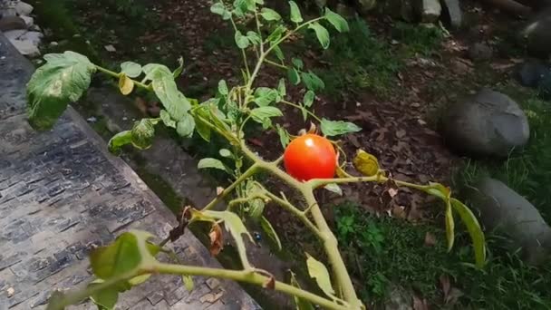 Mogna Tomater Frodas Rymliga Krukor Mitt Bland Prydnadsväxter — Stockvideo
