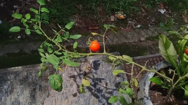 Dojrzałe Pomidory Kwitną Przestronnych Doniczkach Wśród Roślin Ozdobnych — Wideo stockowe