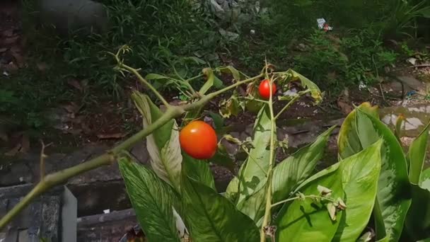 Los Tomates Maduros Florecen Macetas Espaciosas Medio Plantas Ornamentales — Vídeos de Stock