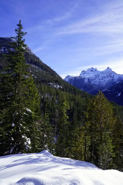 Pine forest on a mountainside with deep snow in the foreground and snow-capped mountain peaks in the background