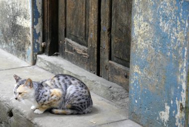 Kedi, Zanzibar 'ın Taş Kasabası' ndaki ahşap bir kapının yakınındaki bir taş basamakta dikkatle geçenleri izliyor.