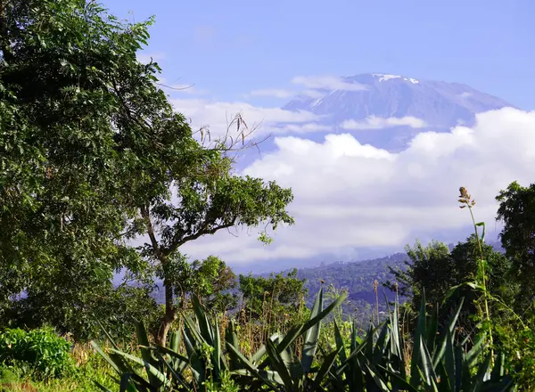 Kilimanjaro Dağı 'nın karla kaplı zirvesi altında bulutlar ve ön planda orman var.