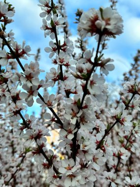 Öğleden sonra mavi gökyüzü ve arka planda bulutlarla beyaz kiraz çiçekleri açar.