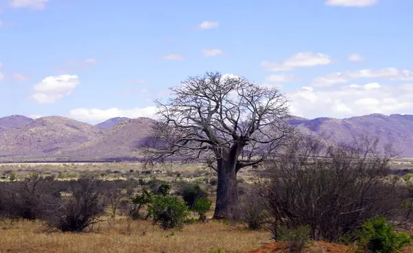 Kuru çalıların arasında büyük bir baobab ağacı ve arka planda dağlarla savana.