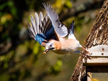 Jay 'in gagasında fıstık olan yüksek kaliteli fotoğrafı Fransız bahçesinde kuş yemliğinden uçmak üzere..