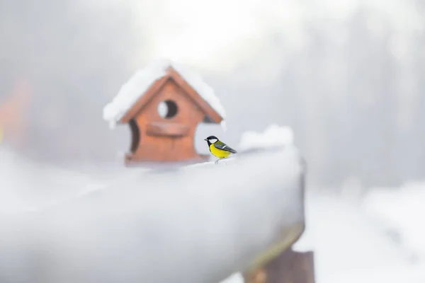Great tit or parus major sitting by a birdhouse feeder. It\'s a closeup of a hungry animal in winter when it\'s freezing cold in december. The roof of the house is snow covered.