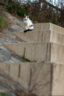 Güzel, genç, tapılası, tüylü bir kedi dışarıda betonun üzerinde oturuyor ve gerçek bir avcı gibi avını avlarken beni izliyor.