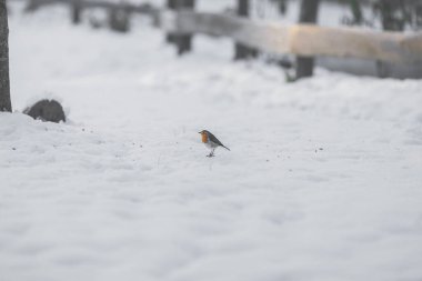 A european robin, a songbird on the ground covered with white snow. It was a feezing cold day outdoors in winter.