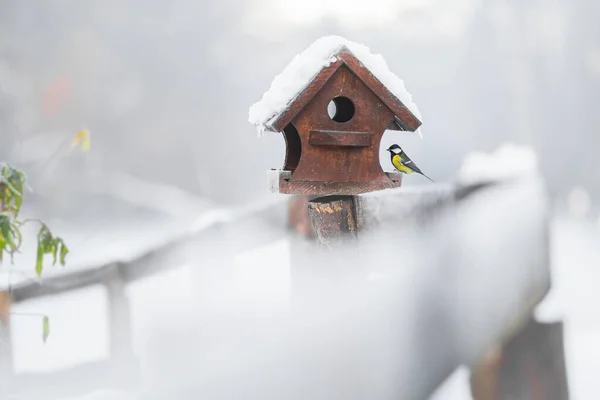 Great tit or parus major sitting by a birdhouse feeder. It's a closeup of a hungry animal in winter when it's freezing cold in december. The roof of the house is snow covered.
