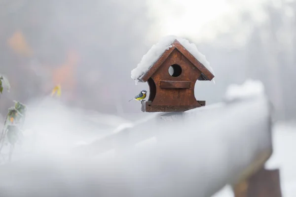 Great tit or parus major sitting by a birdhouse feeder. It\'s a closeup of a hungry animal in winter when it\'s freezing cold in december. The roof of the house is snow covered.