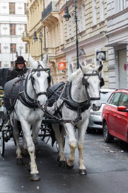 Prag şehrinde turistlerin kullanabileceği iki at resmi.