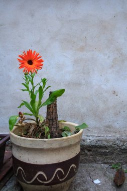 Çiçek açan güzel bir saksı Prag şehrinde bir duvarın yanında sokakta bulundu..