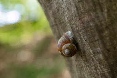 Terk edilmiş ve ormandaki boş bir salyangoz evinin makro görüntüsü.