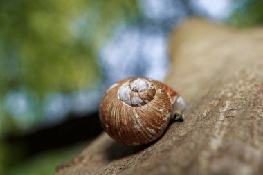 Terk edilmiş ve ormandaki boş bir salyangoz evinin makro görüntüsü.