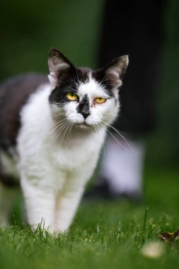 Yeşil çimlerin üzerinde evcil bir kedi..