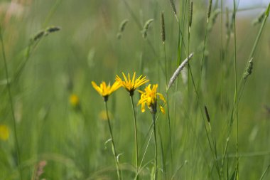 Çimlerle dolu bir tarlada bir çiçek
