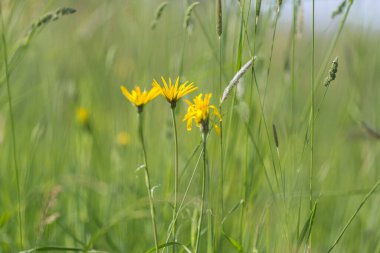 Çimlerle dolu bir tarlada bir çiçek