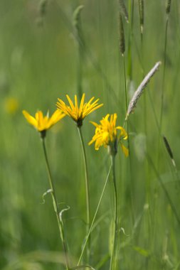 Çimlerle dolu bir tarlada bir çiçek