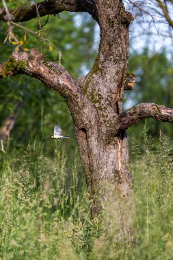 A great tit and her hidden hole in the tree.