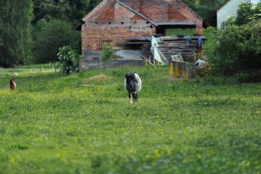 Evcil bir at ama çiftliğinde özgürce yaşıyor..