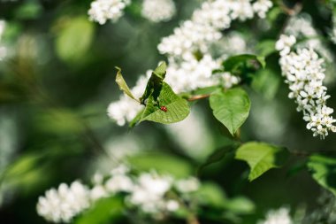 Baharda yeşil yapraklı bir uğur böceği..